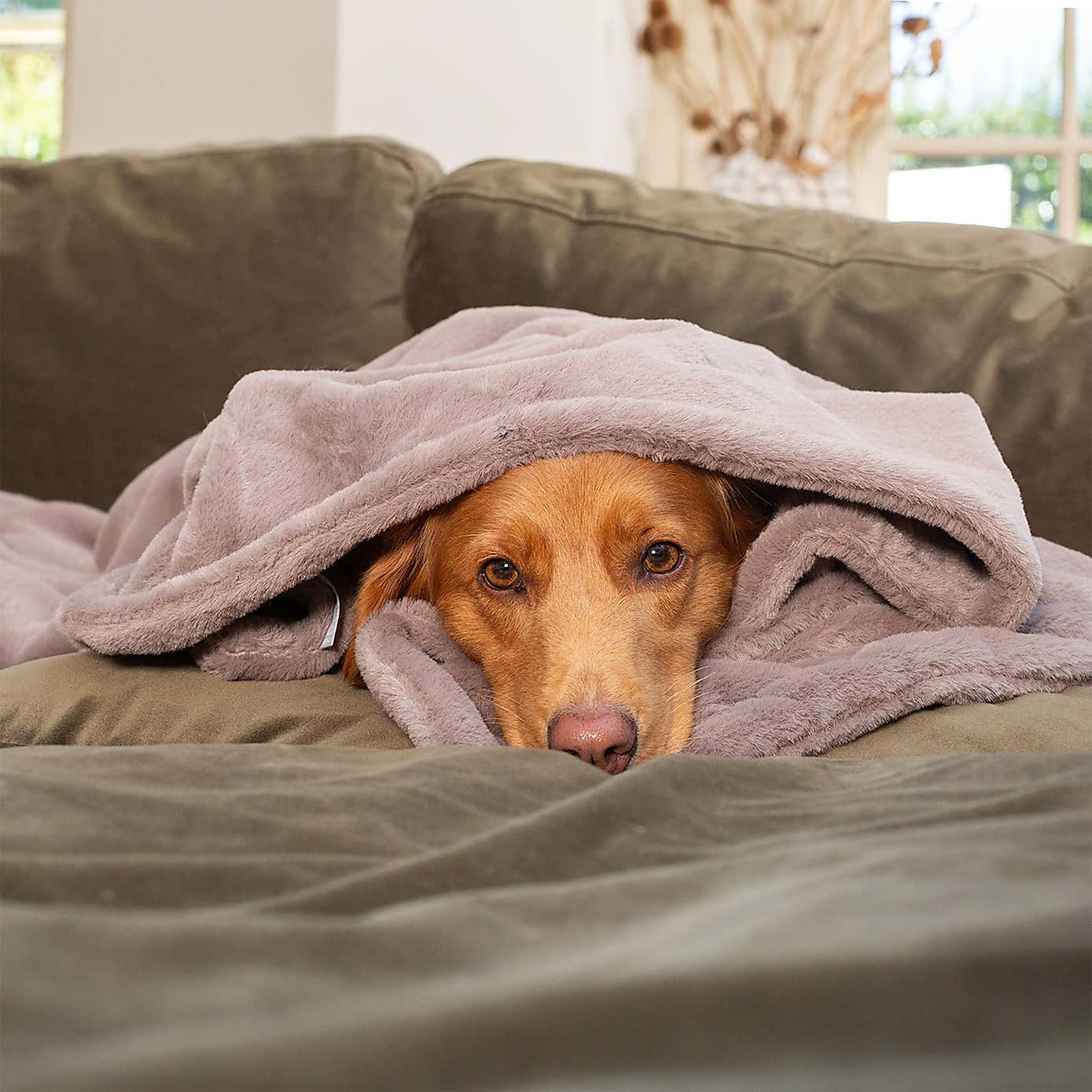 Lords and Labradors Faux Fur Pet Blanket
