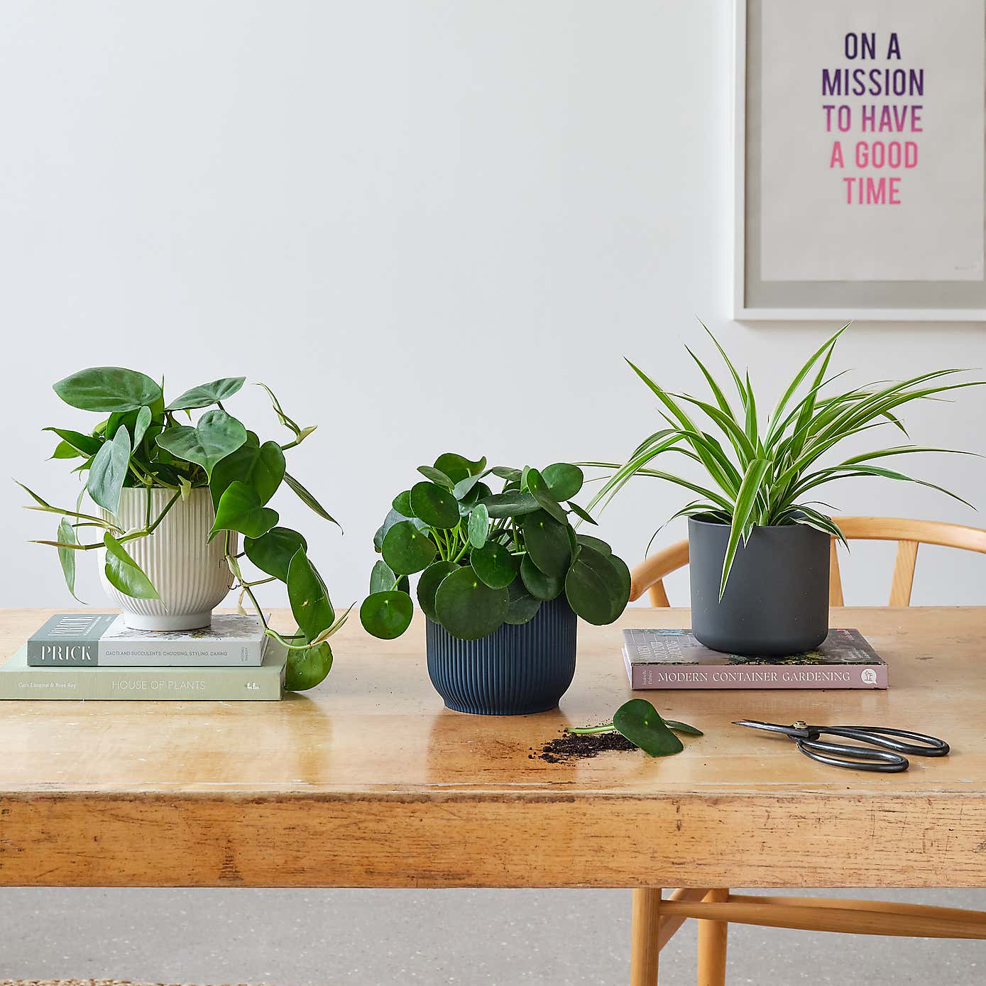 Propagation Potted House Plant Bundle