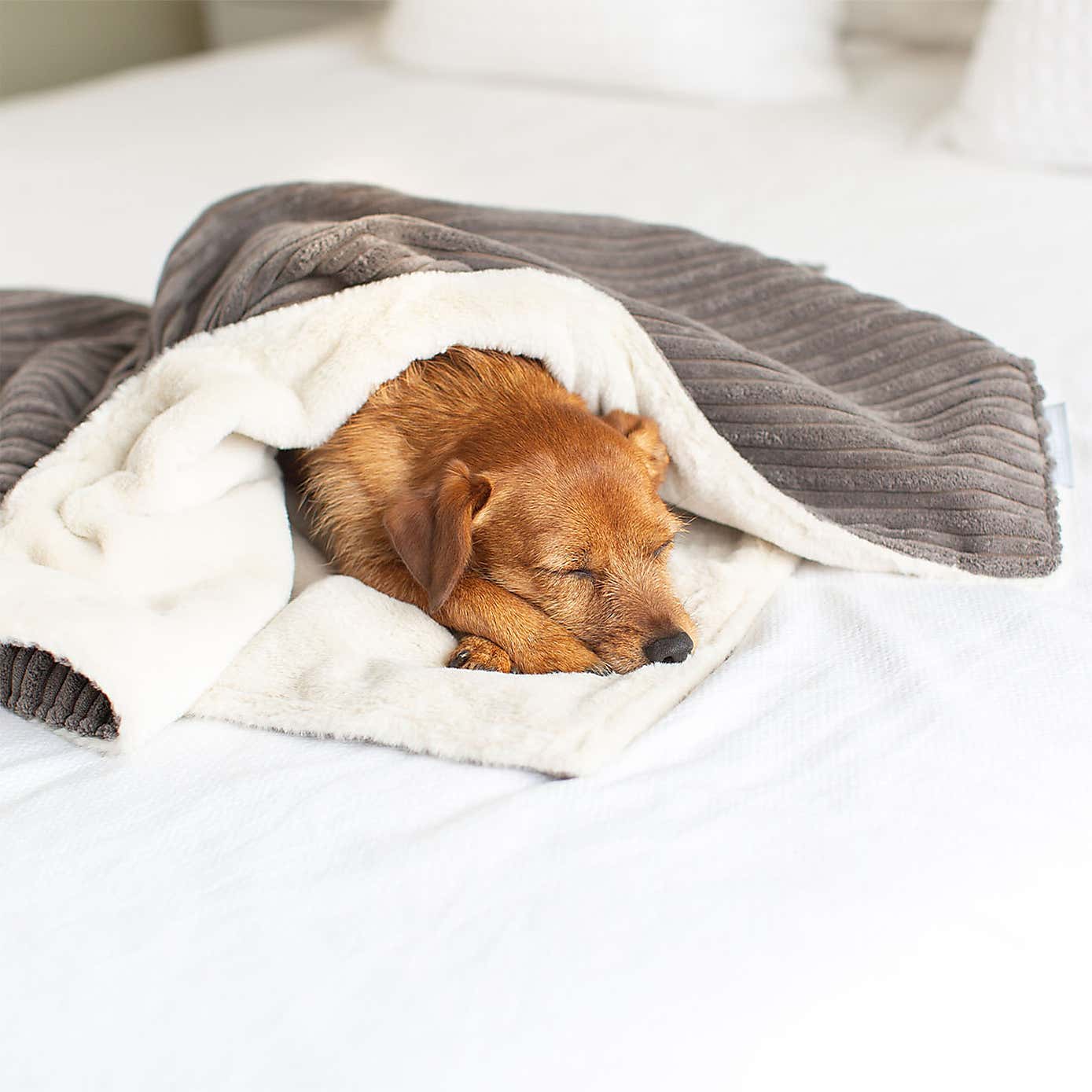 Lords and Labradors Essentials Twill Dog Blanket