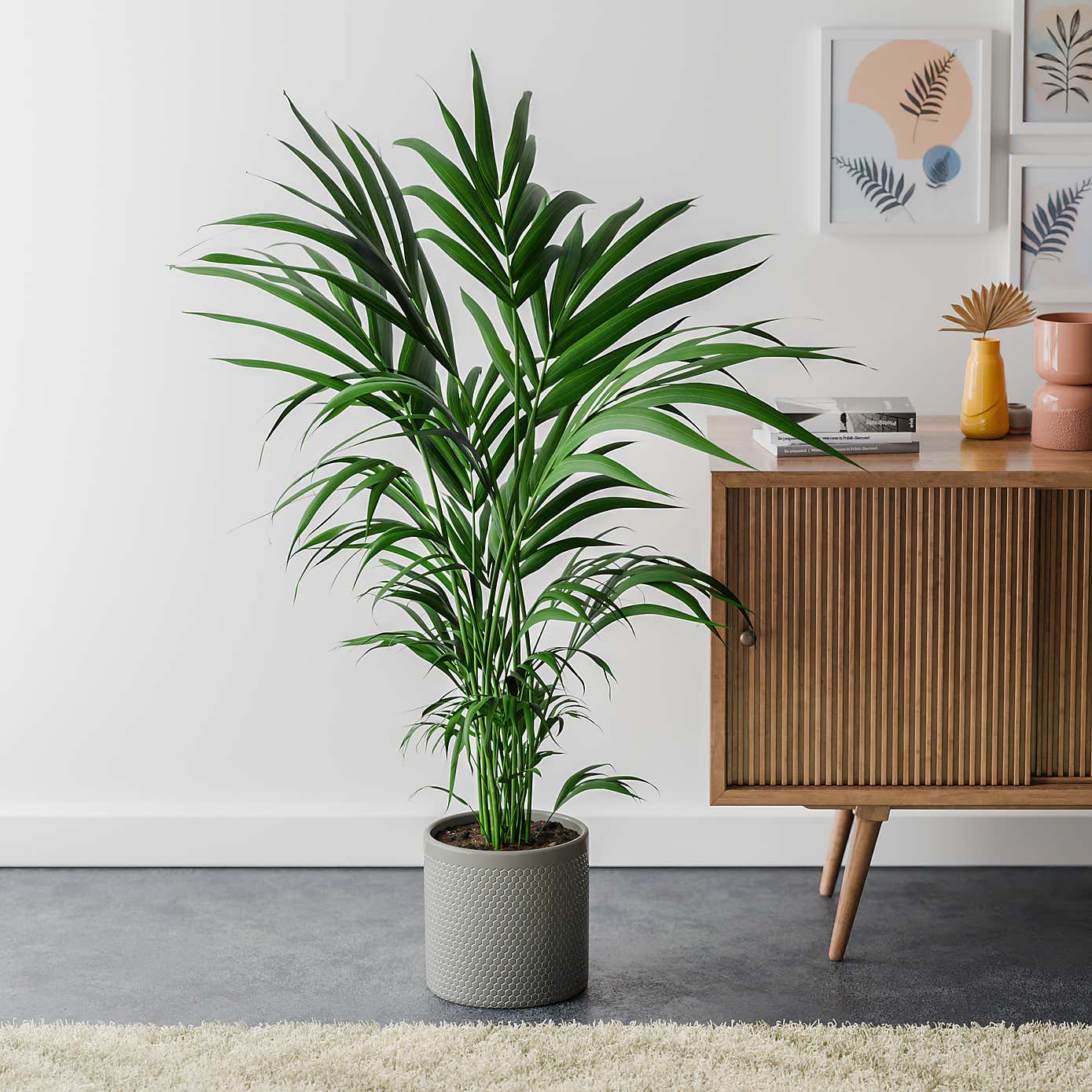 Kentia Palm House Plant in Capri Pot