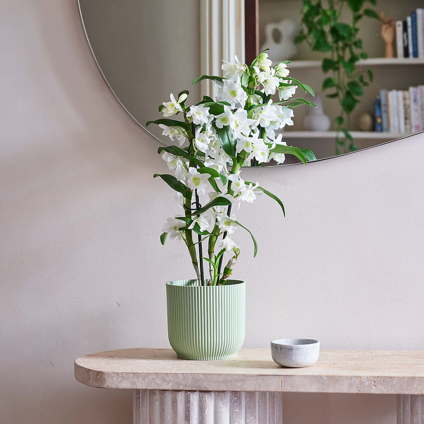 Beards & Daisies Dendrobium Bamboo Orchid House Plant in Vibes Pot