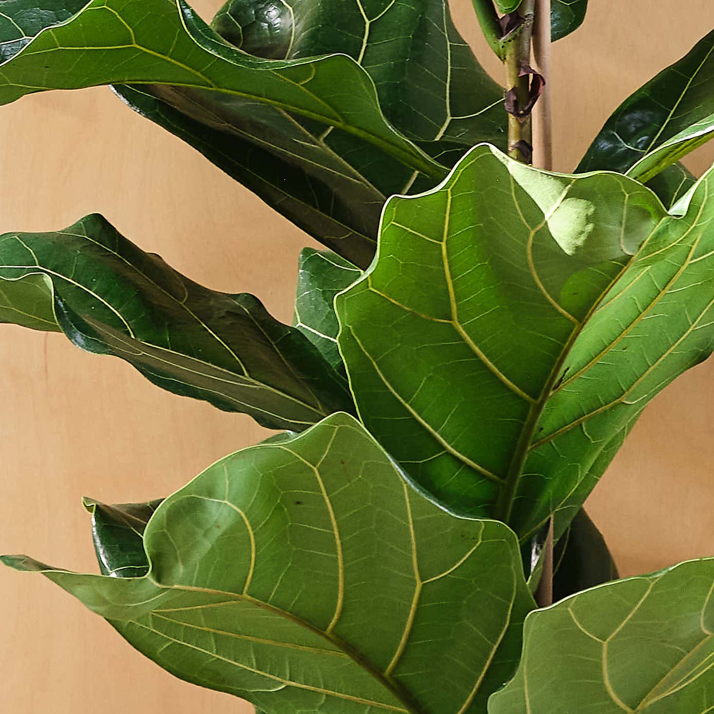 Fiddle Leaf Fig House Plant