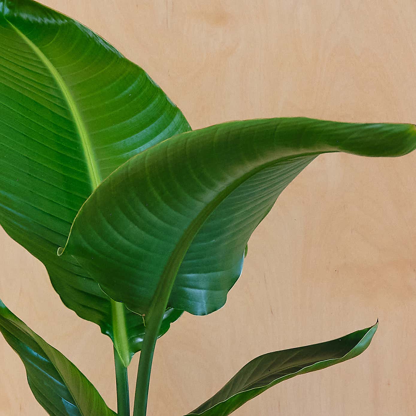 Beards & Daisies Bird of Paradise House Plant