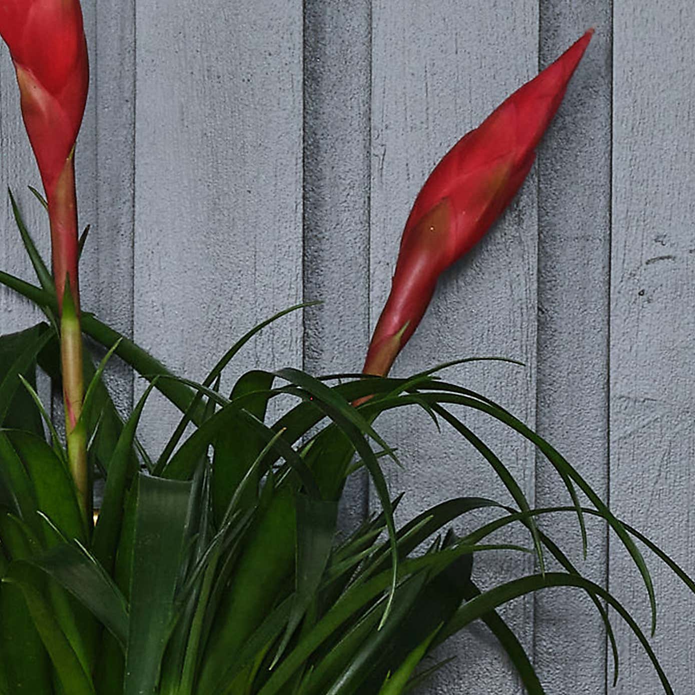 Vriesea Astrid House Plant in Capri Pot
