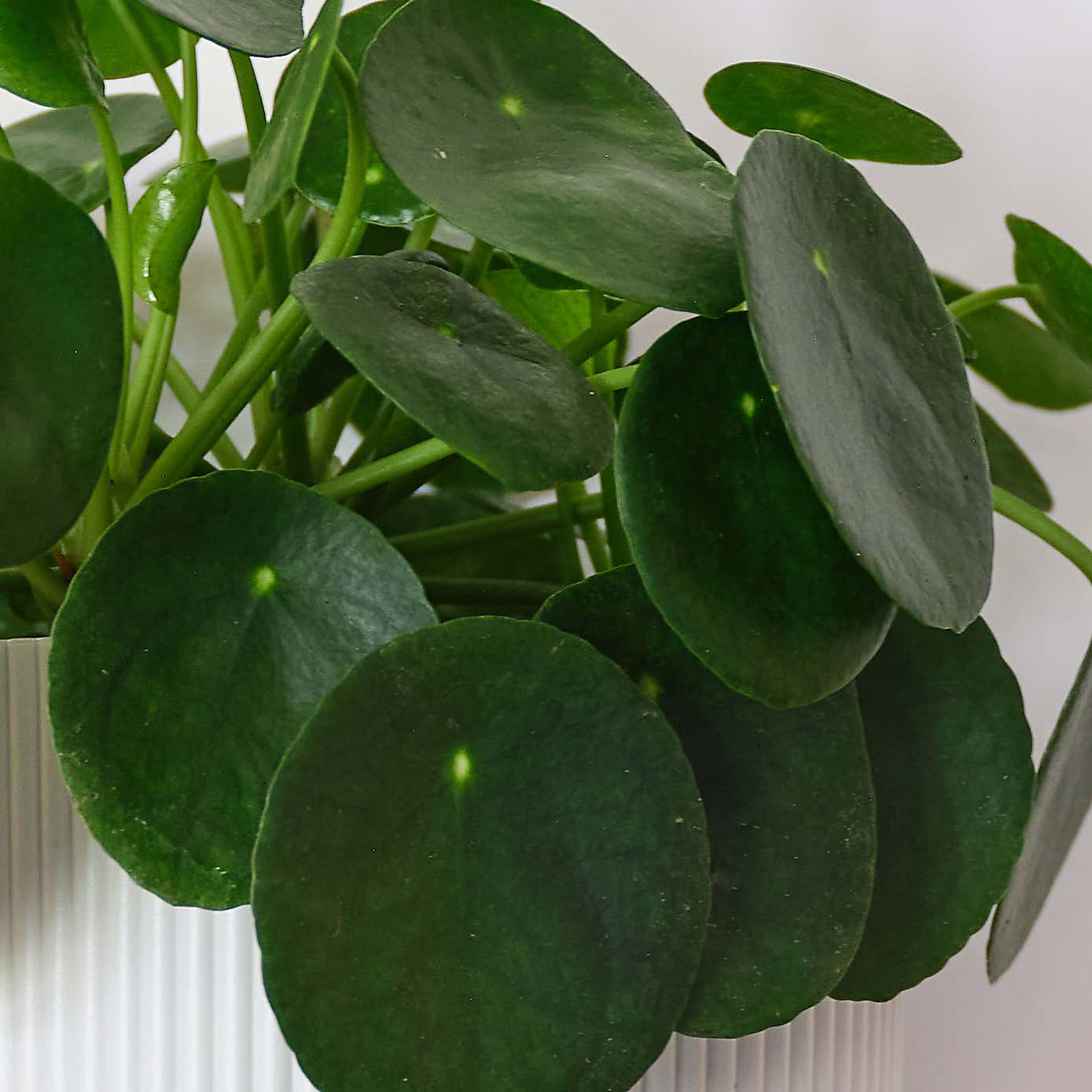 Chinese Money House Plant