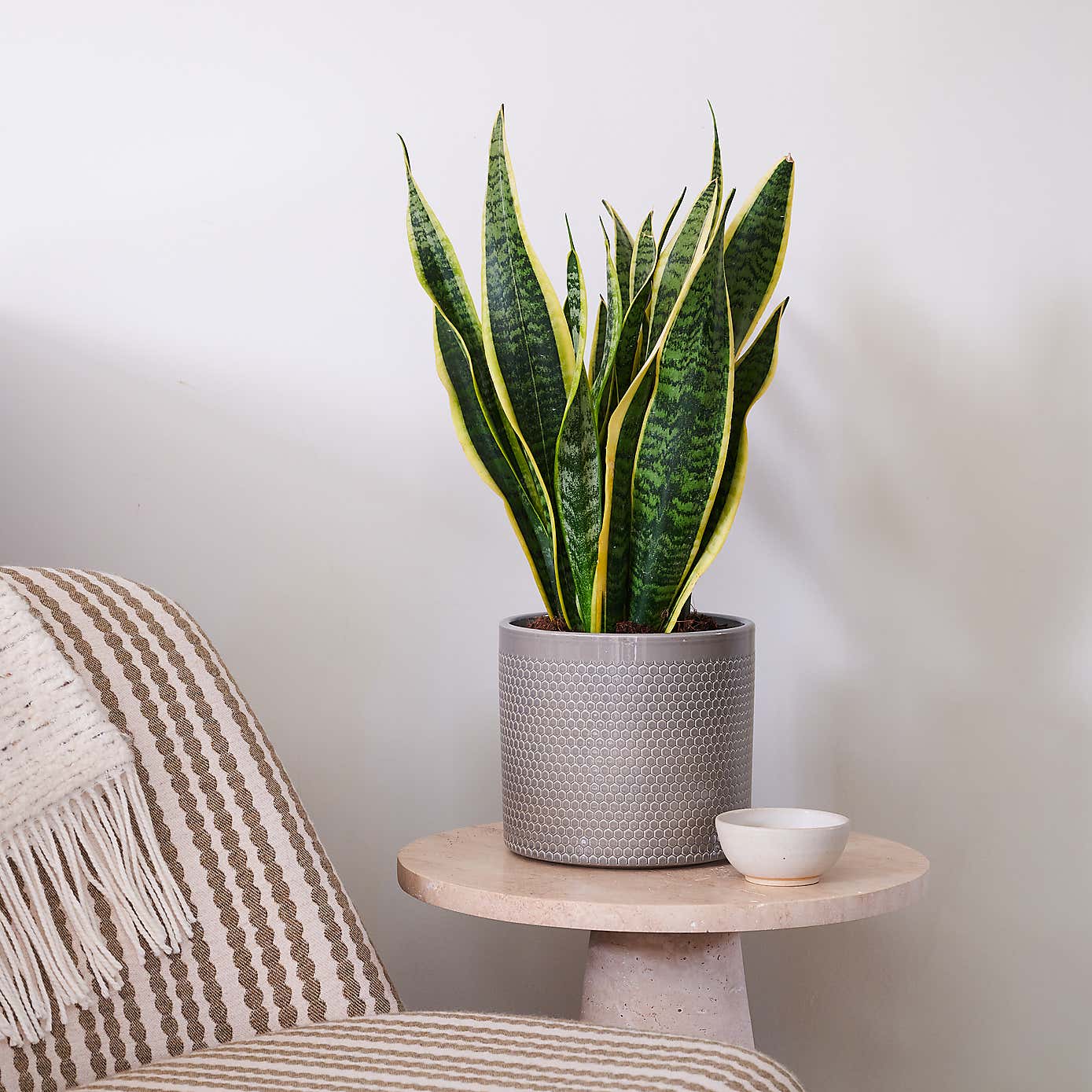 Snake House Plant in Capri Pot
