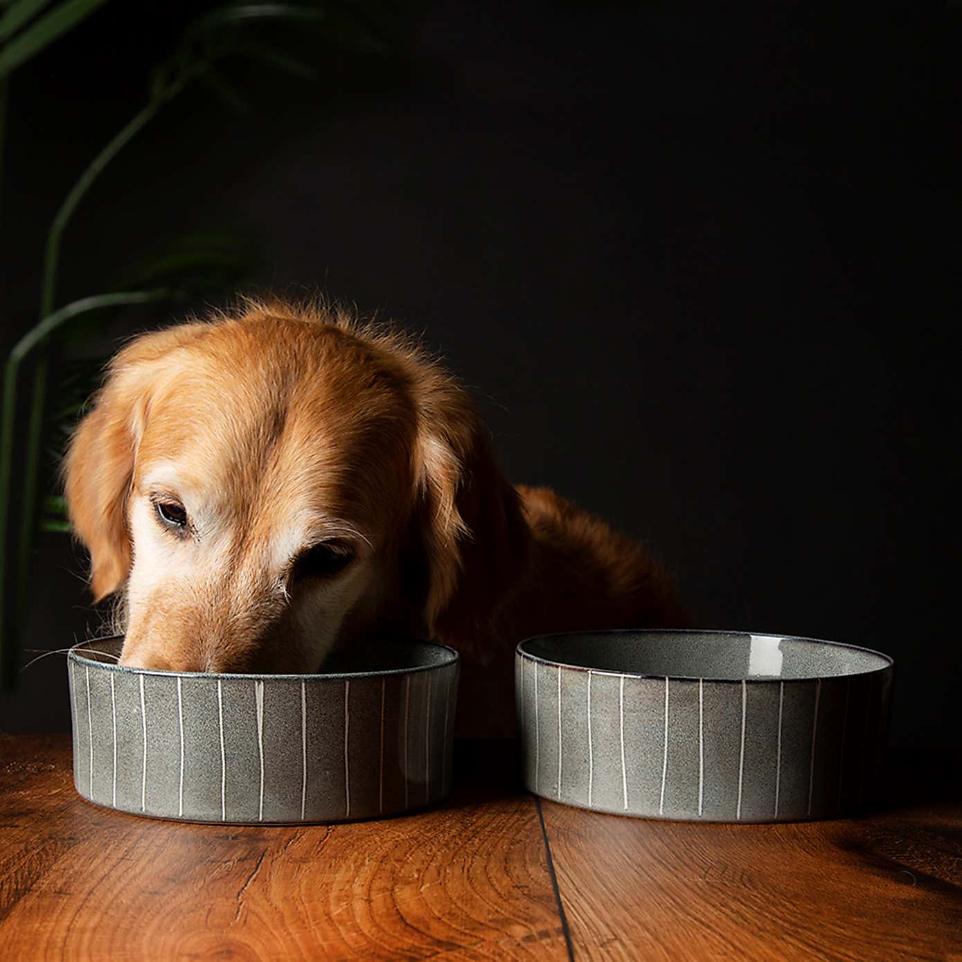 Set of 2 Scruffs Reactive Bowls