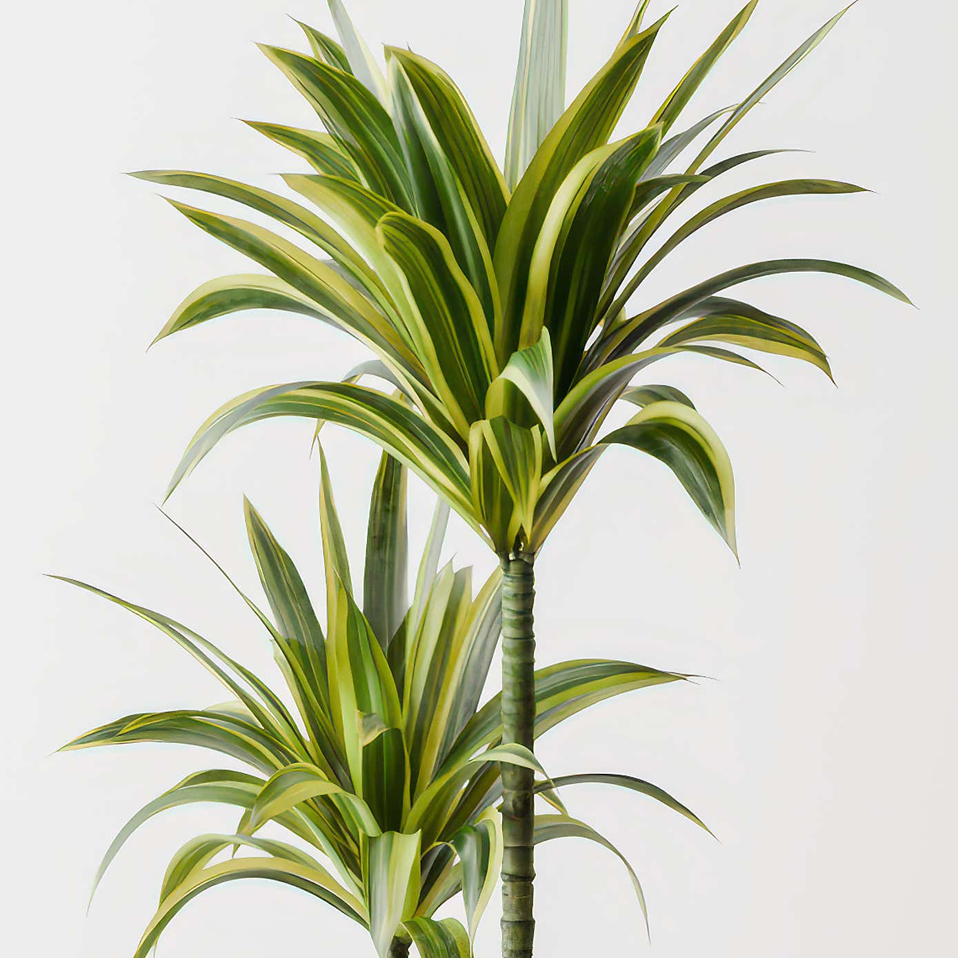 Dracaena Lemon & Lime House Plant in Capri Pot