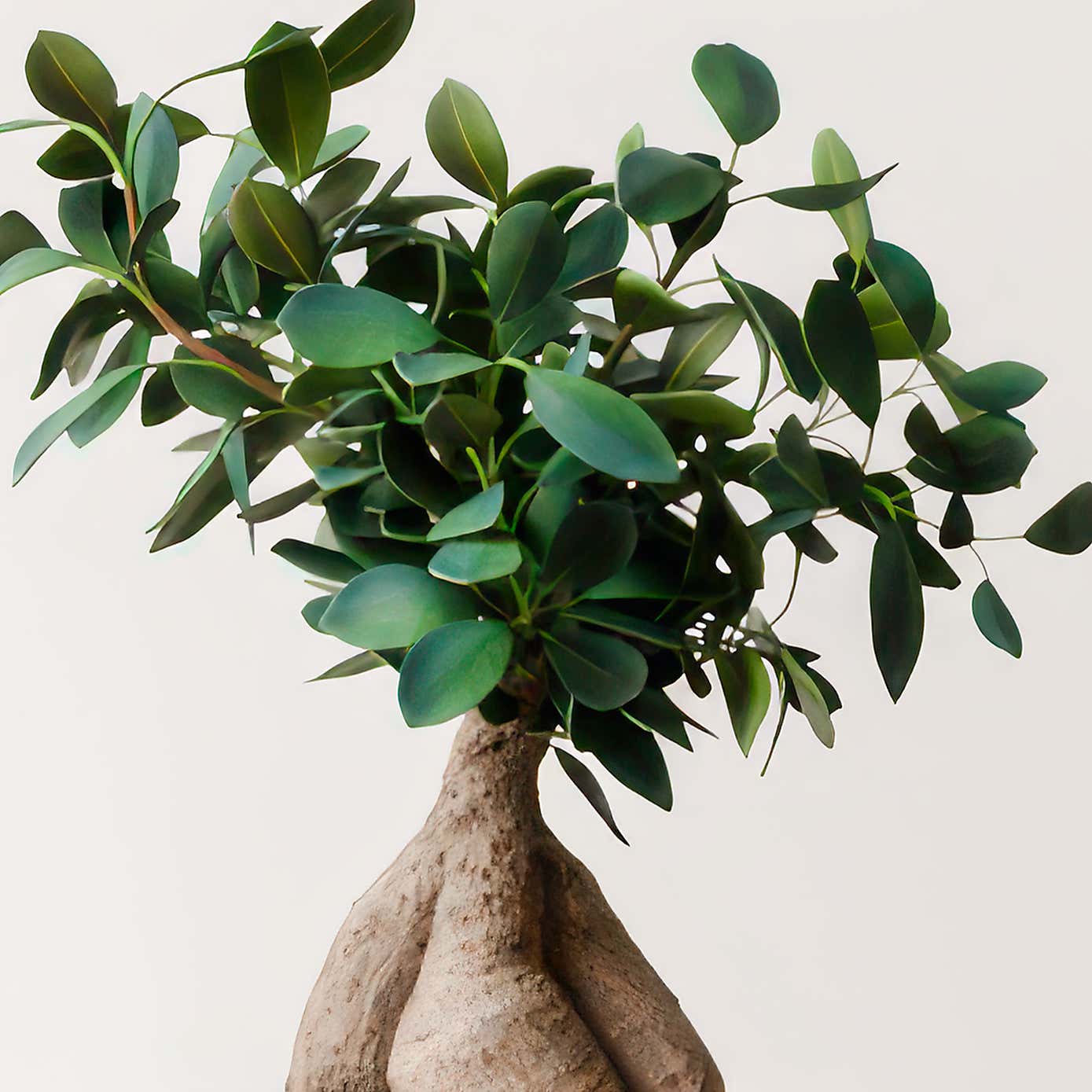 Ficus Ginseng House Plant in Elho Vibes Pot