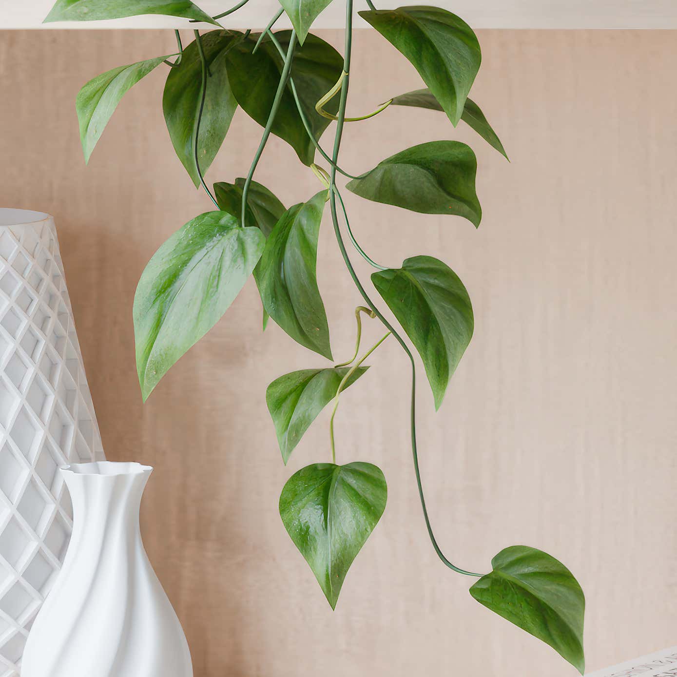 Beards & Daisies Trailing Philodendron Scandens House Plants