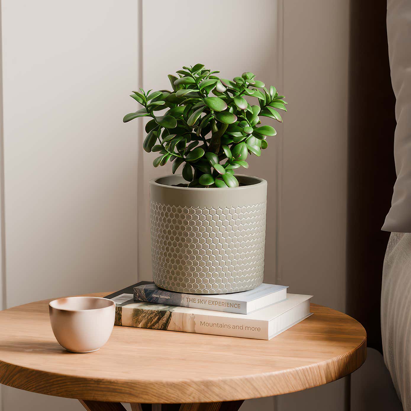 Jade House Plant in Capri Pot