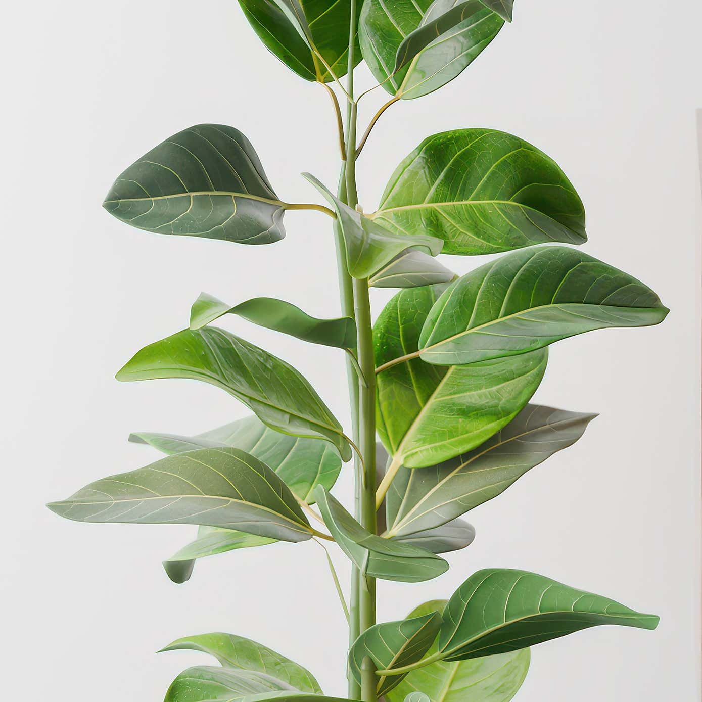 Bengal Fig House Plant in Capri Pot
