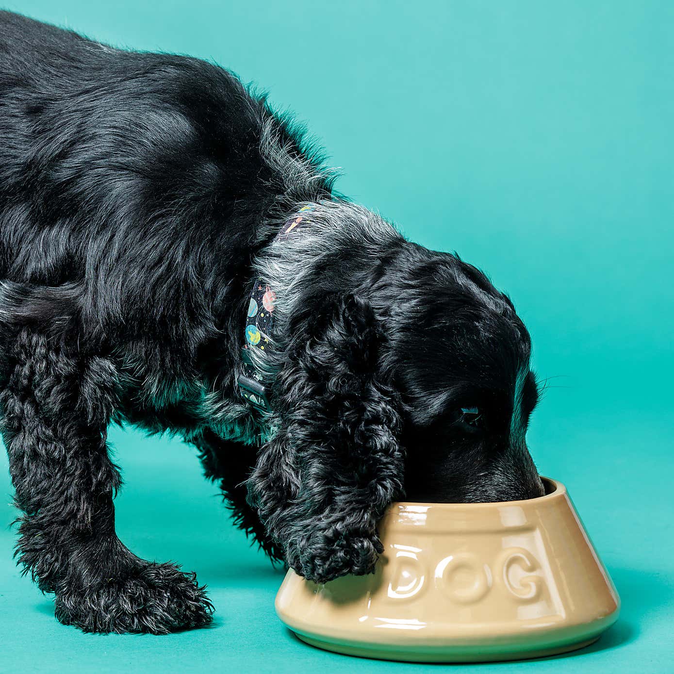 Non Tip Dog Bowl