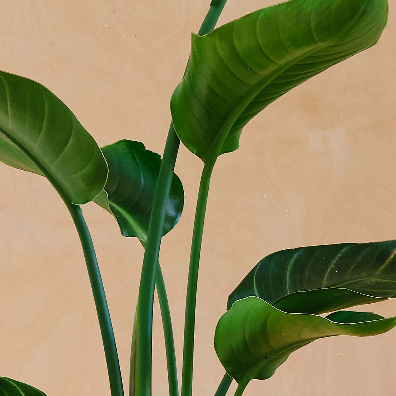 Bird Of Paradise House Plant in Earthenware Pot