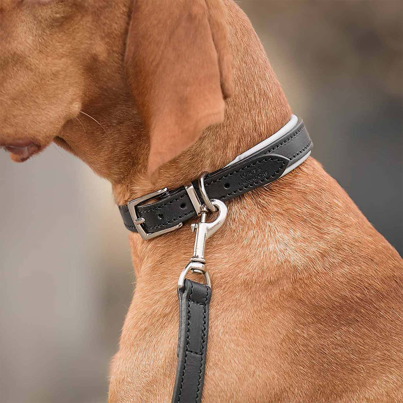 Lords and Labradors Italian Padded Leather Dog Lead
