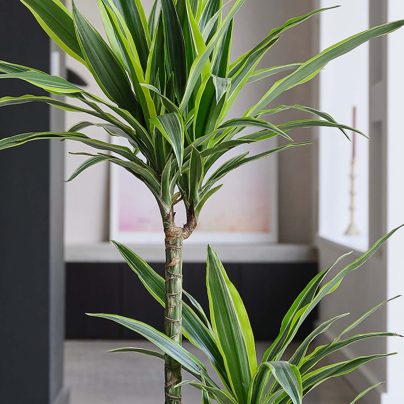 Dracaena Lemon & Lime House Plant