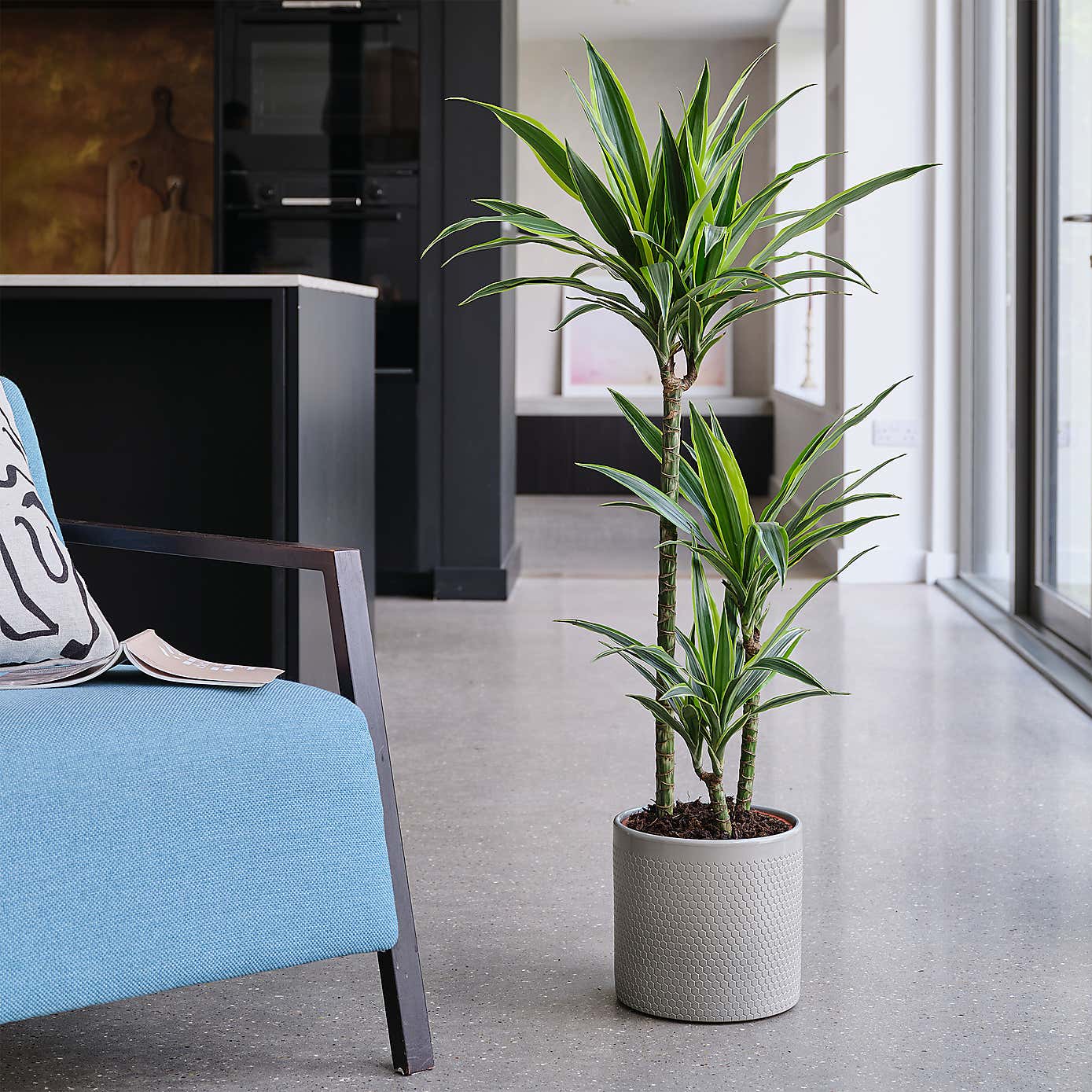 Dracaena Lemon & Lime House Plant in Capri Pot