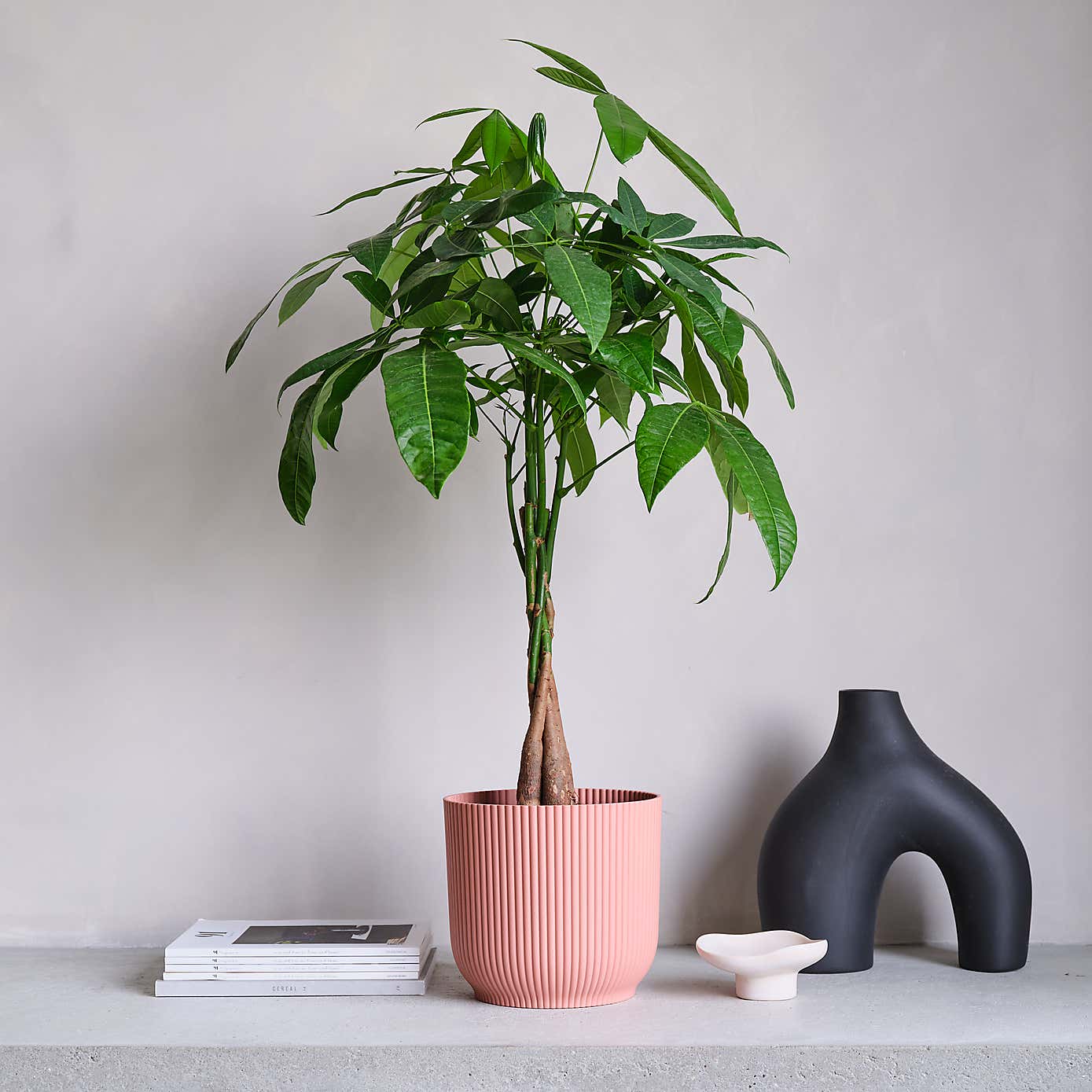 Money Tree House Plant in Elho Pot