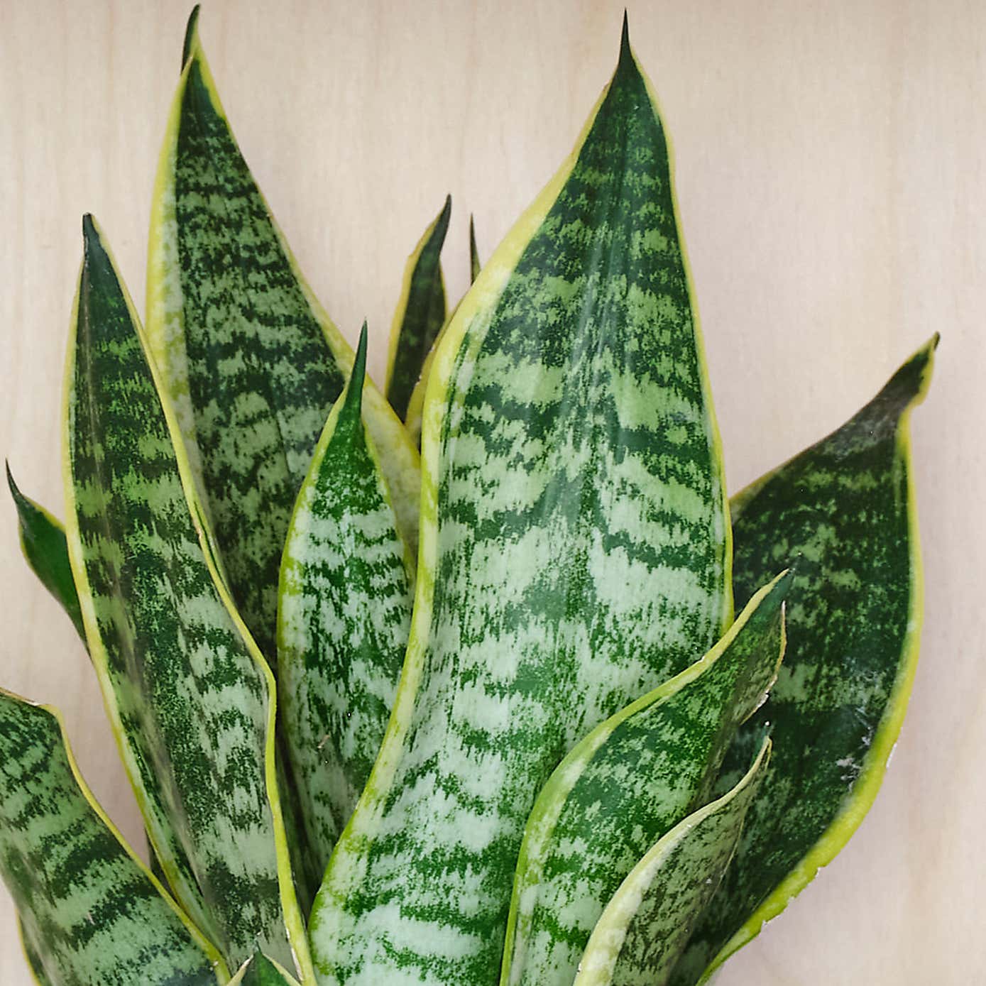 Snake House Plant in Ribbed Pot
