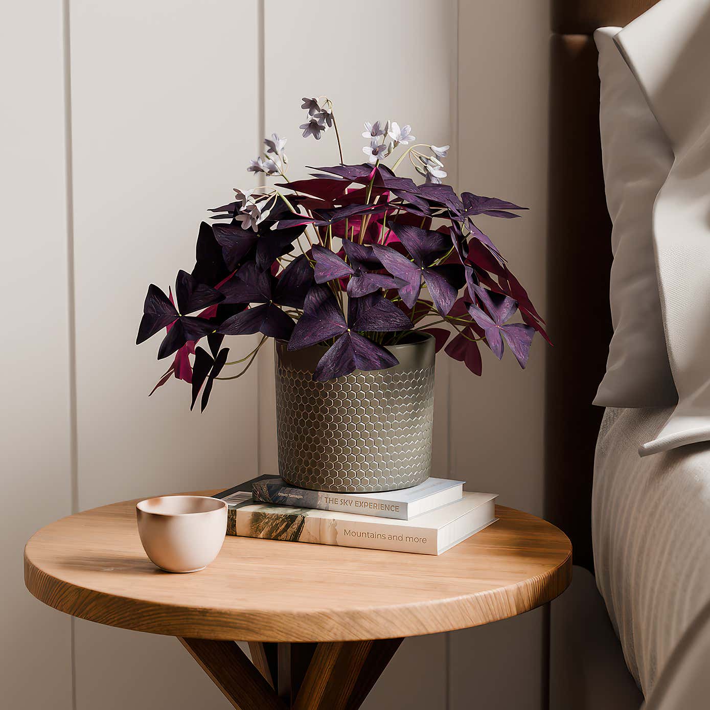 Oxalis House Plant in Capri Pot