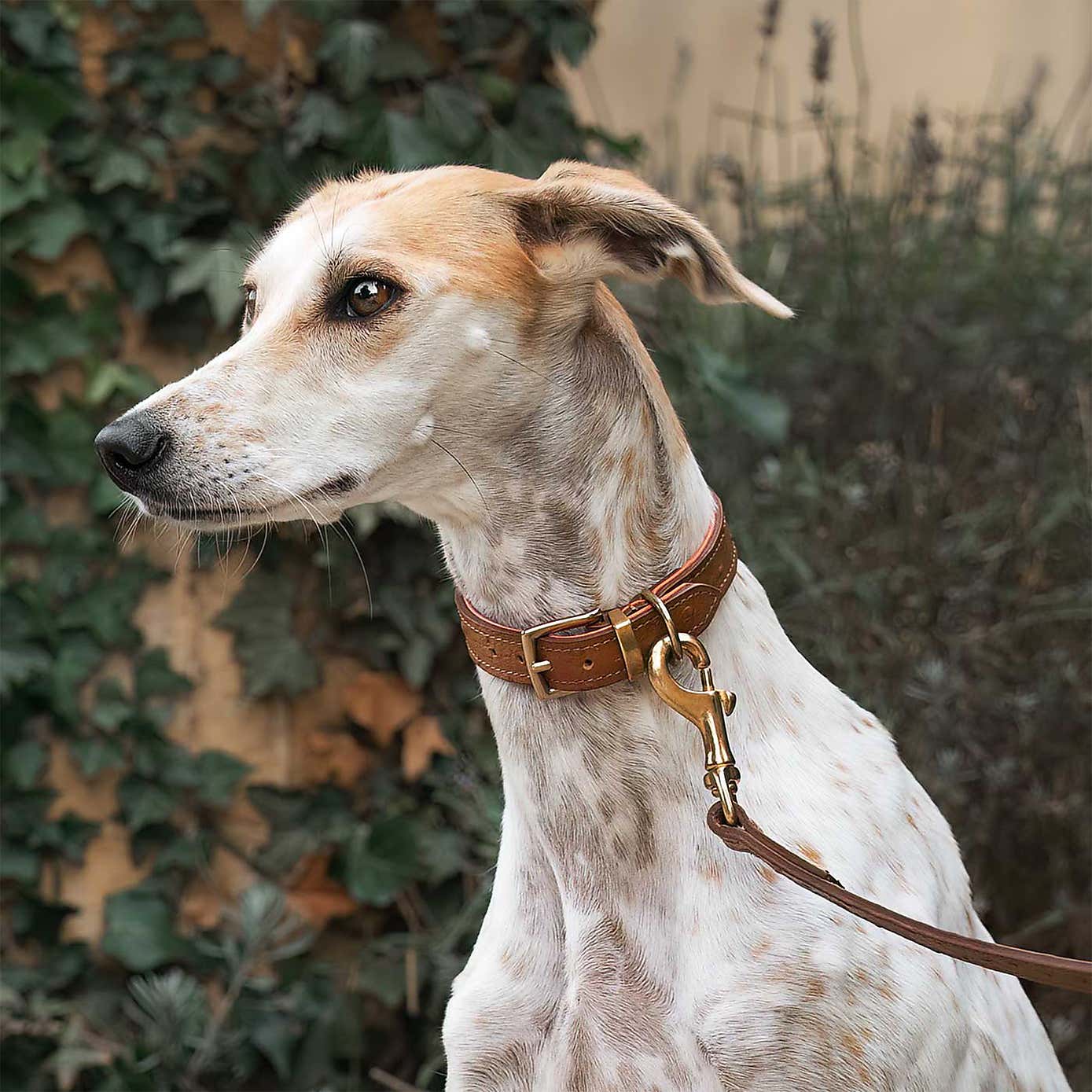 Lords and Labradors Ostrich Leather Dog Lead