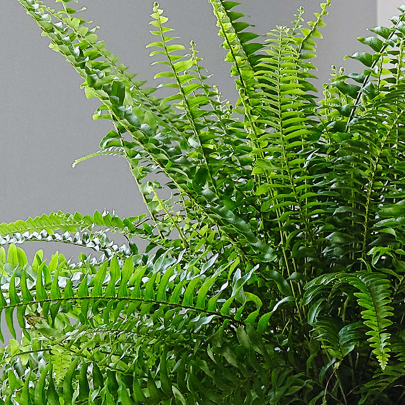 Boston Fern House Plant