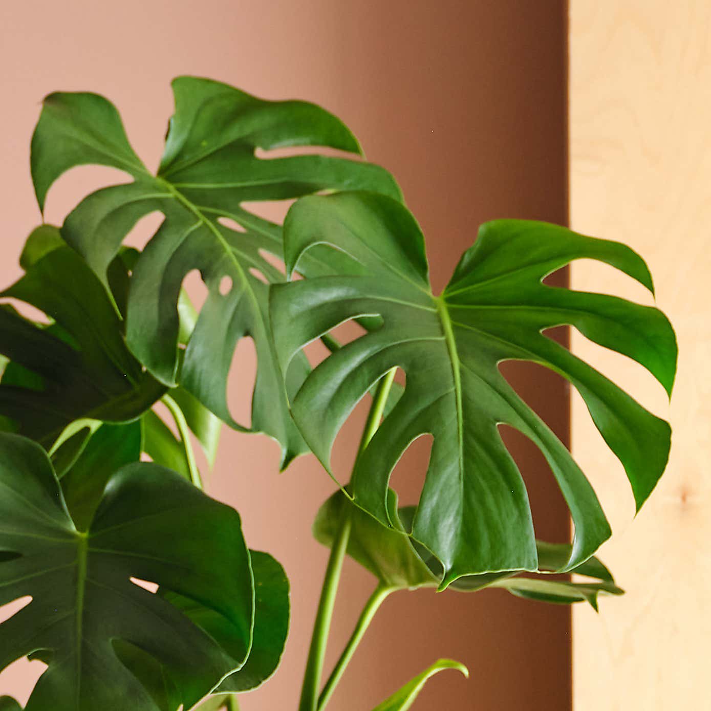 Swiss Cheese House Plant in Capri Pot