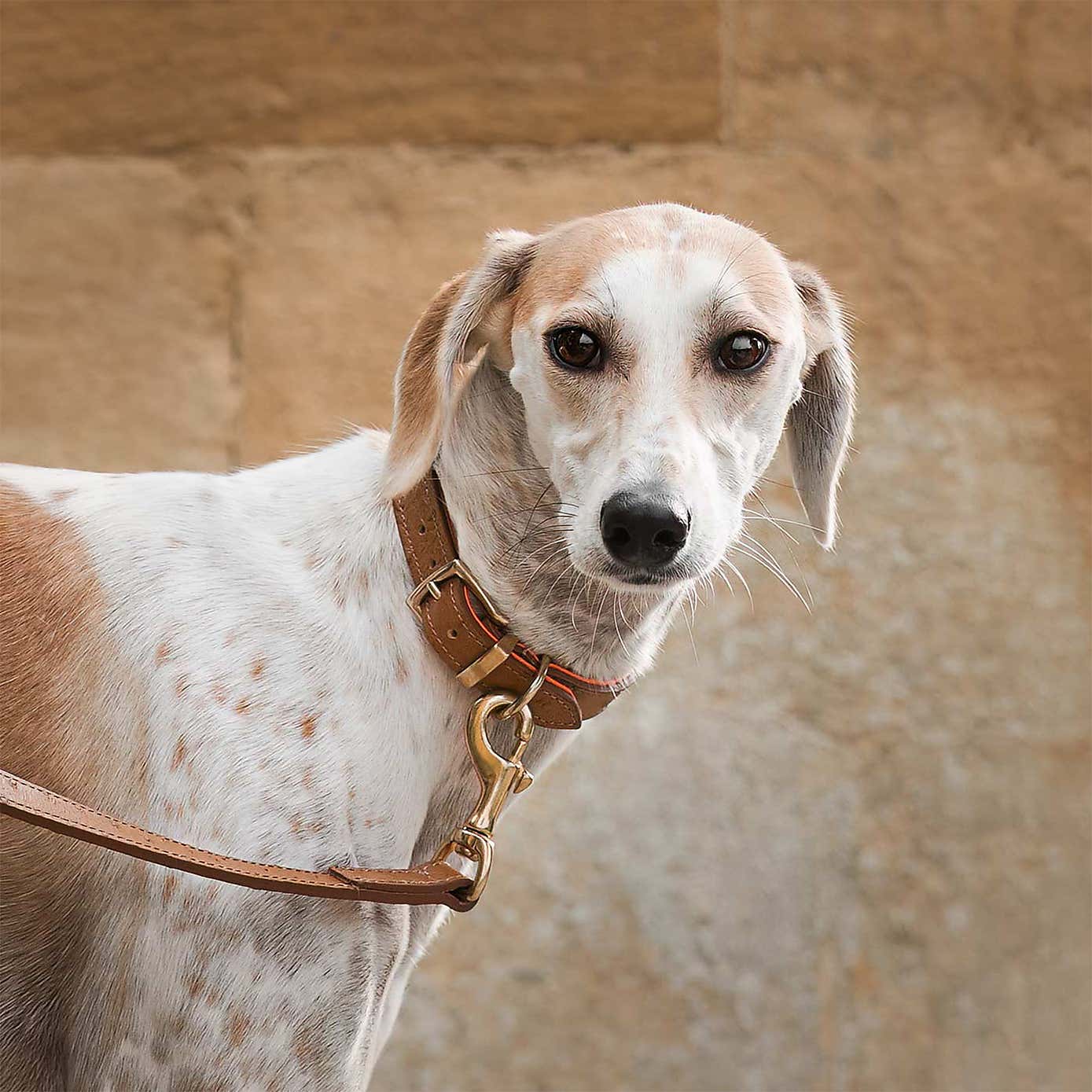 Lords and Labradors Ostrich Leather Dog Lead