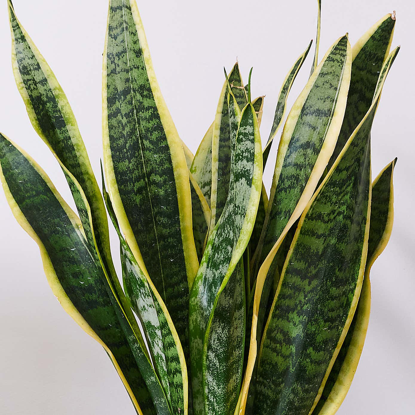 Snake House Plant in Capri Pot