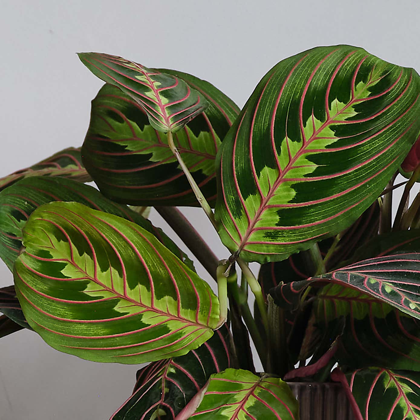 Prayer House Plant in Elho Pot