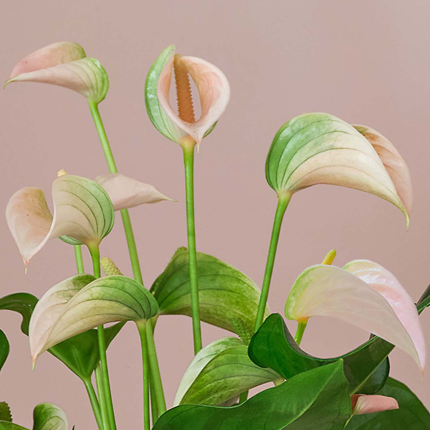 Peach Anthurium House Plant in Capri Pot
