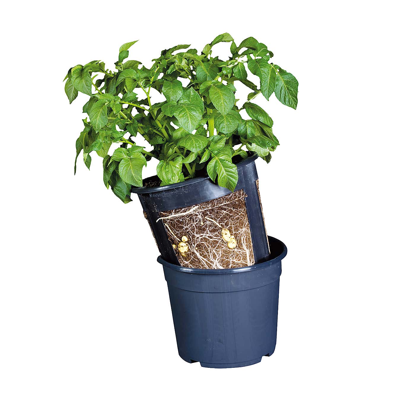 Fallen Fruits Potato Pot