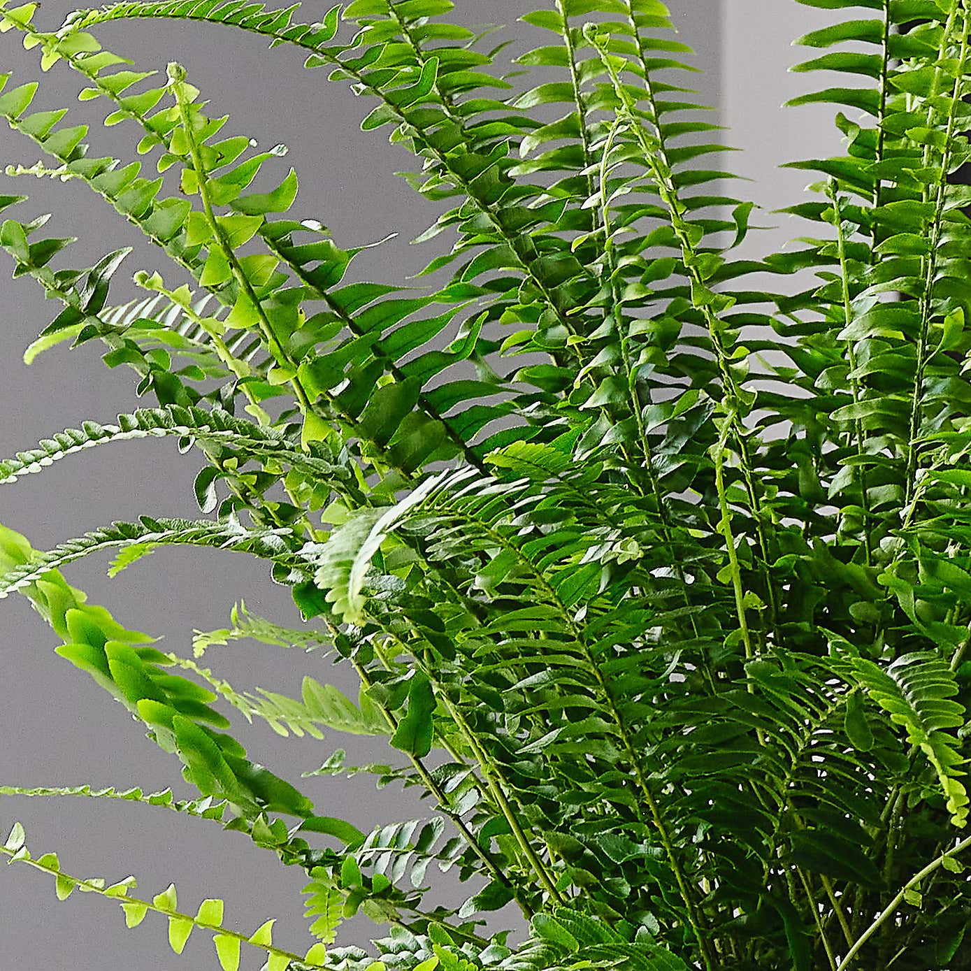 Boston Fern House Plant in Elho Pot