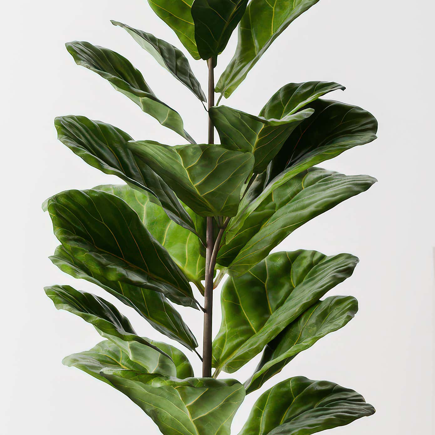 Beards & Daisies Fiddle Leaf Fig House Plant