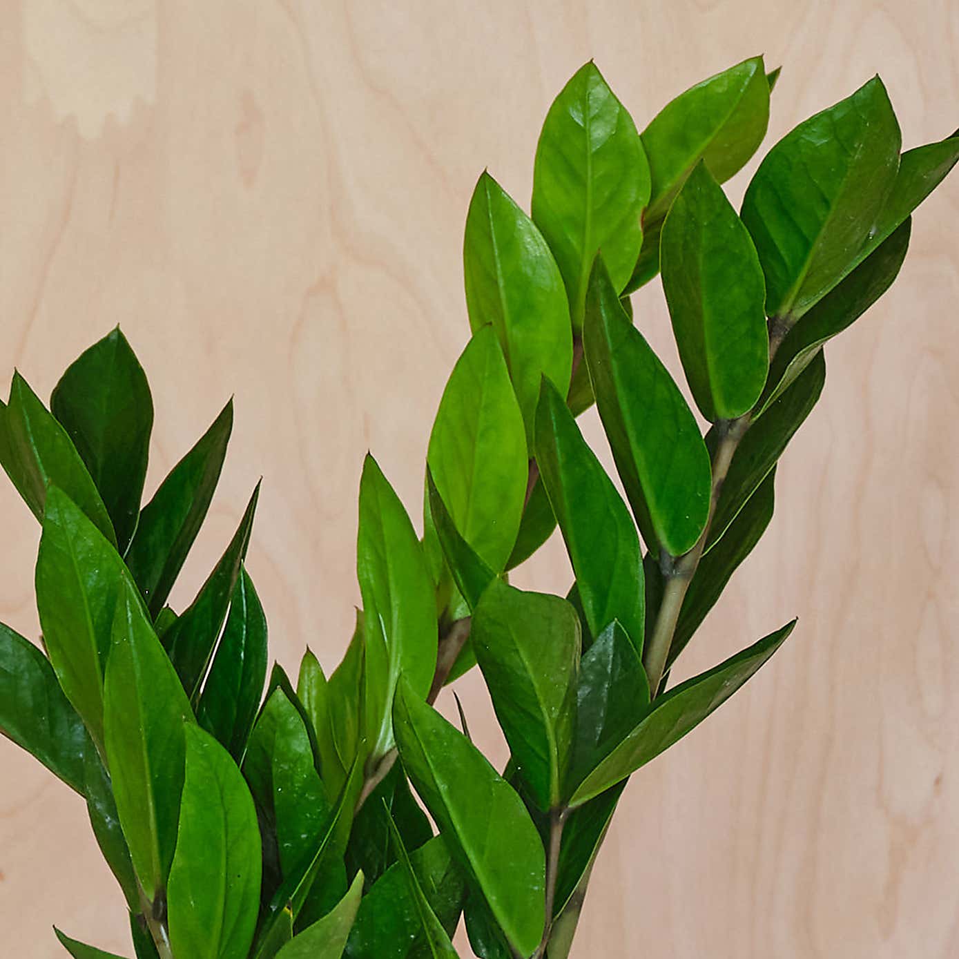 ZZ House Plant in Capri Pot