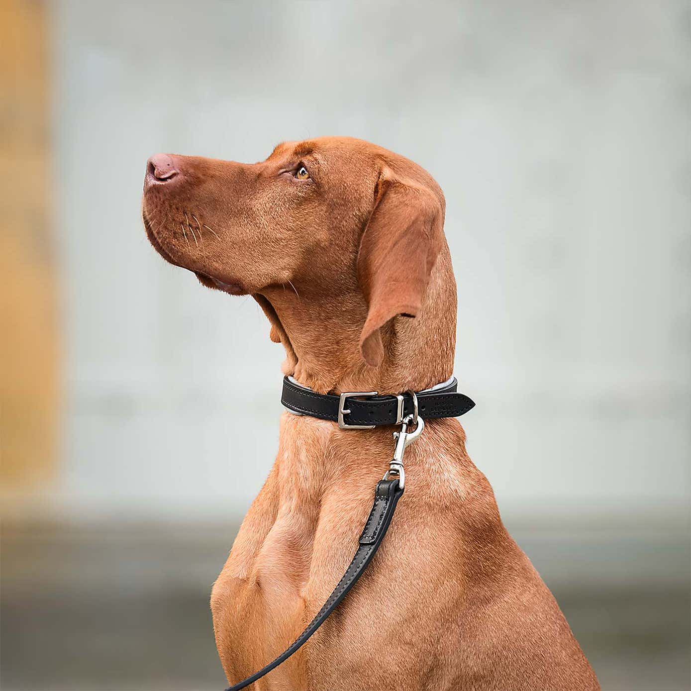 Lords and Labradors Italian Padded Leather Dog Collar