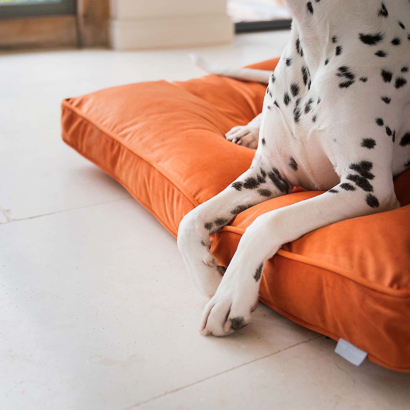Lords and Labradors Velvet Dog Cushion