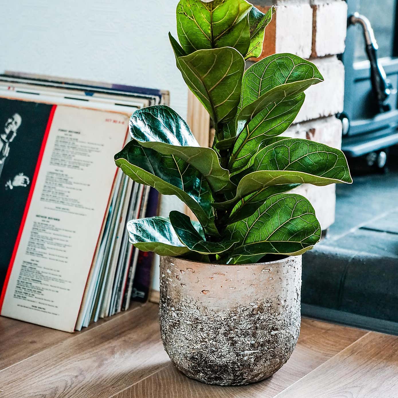 Alberno Plant Pot