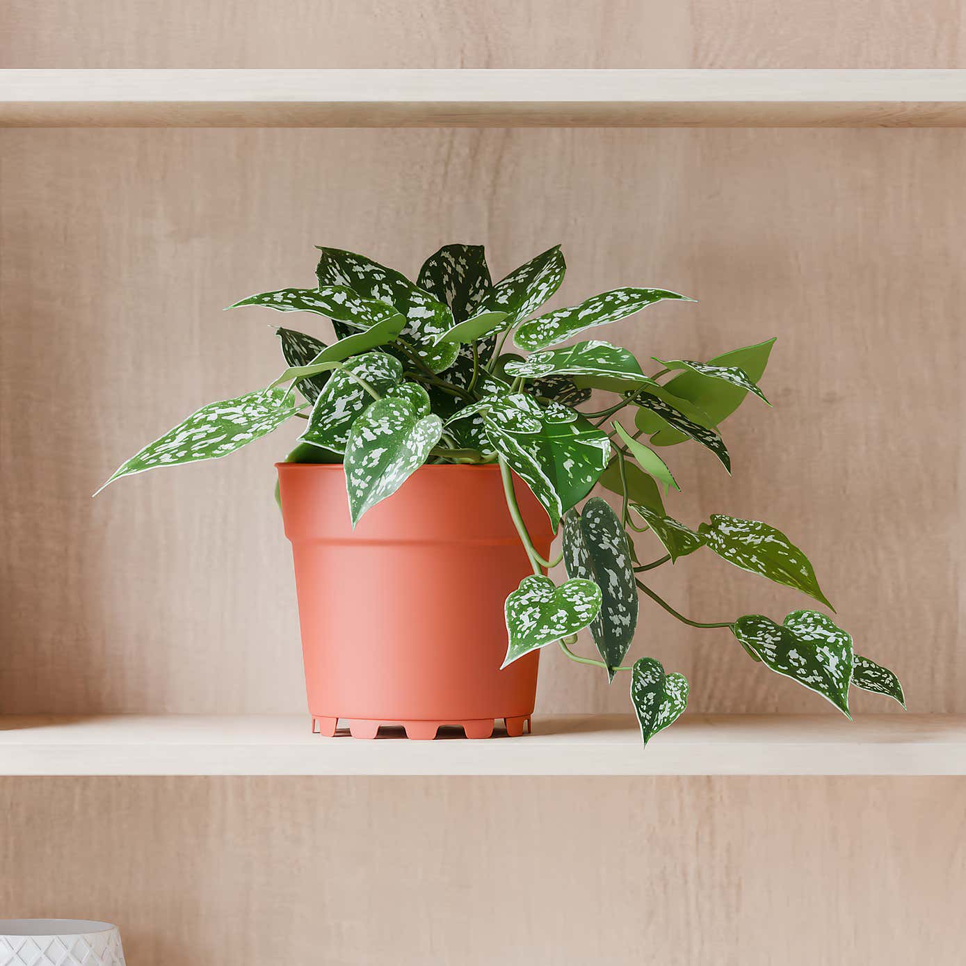 Beards & Daisies Trailing Satin Pothos House Plant