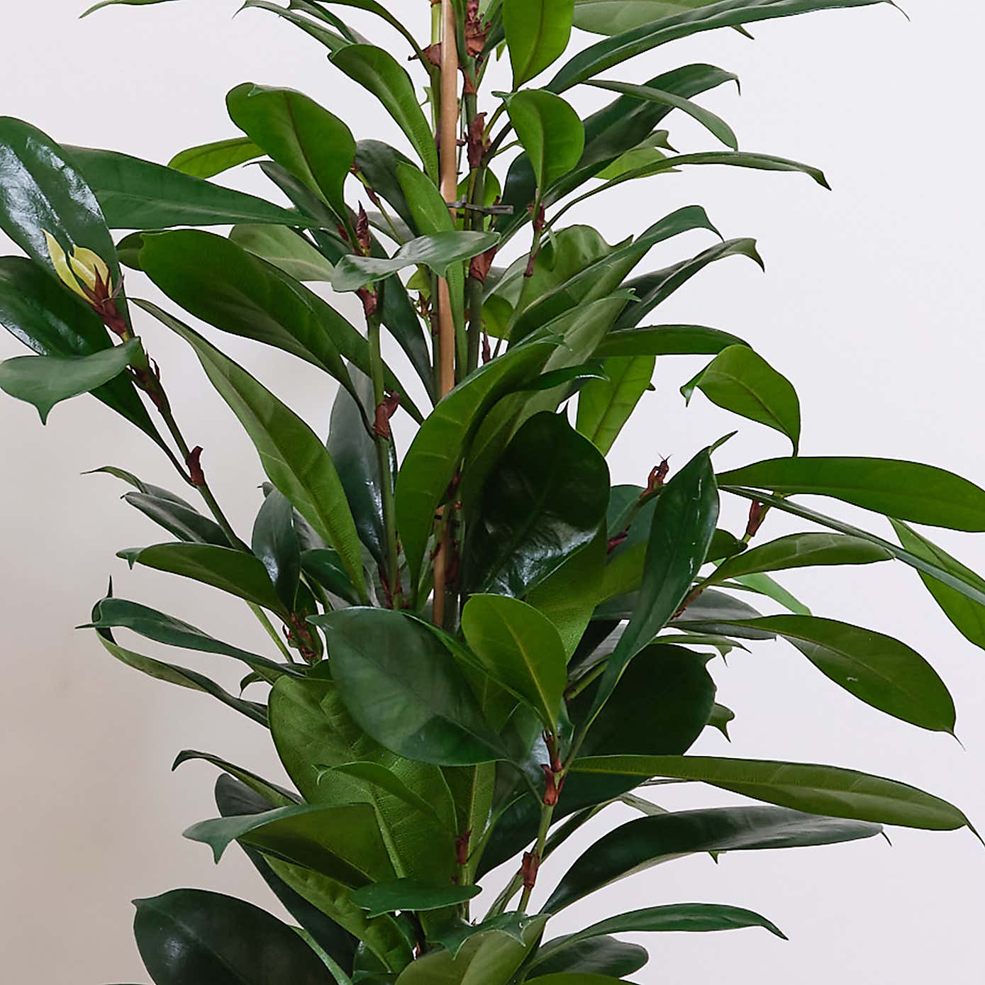 African Fig House Plant in Capri Pot
