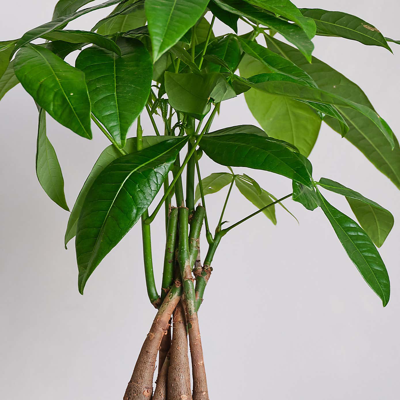 Money Tree House Plant in Ribbed Pot