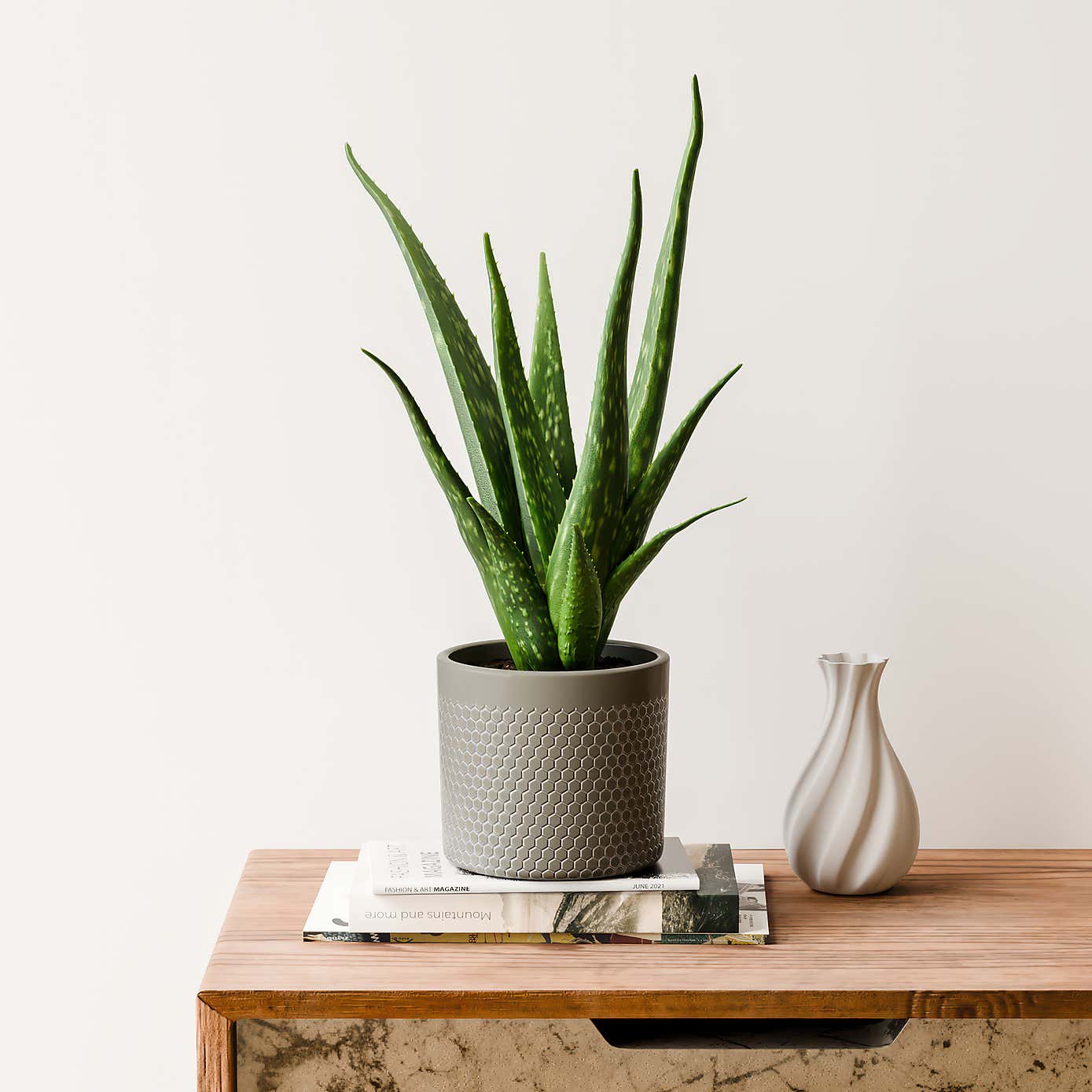 Aloe Vera House Plant in Capri Pot