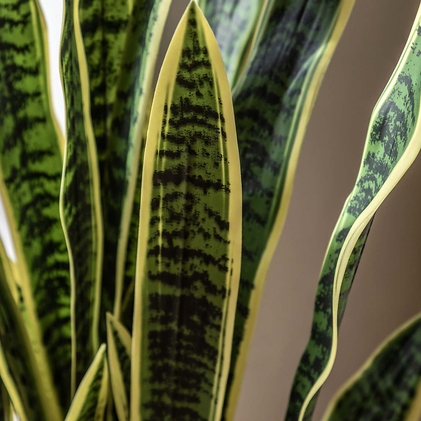 Artificial Sansevieria in Black Plant Pot