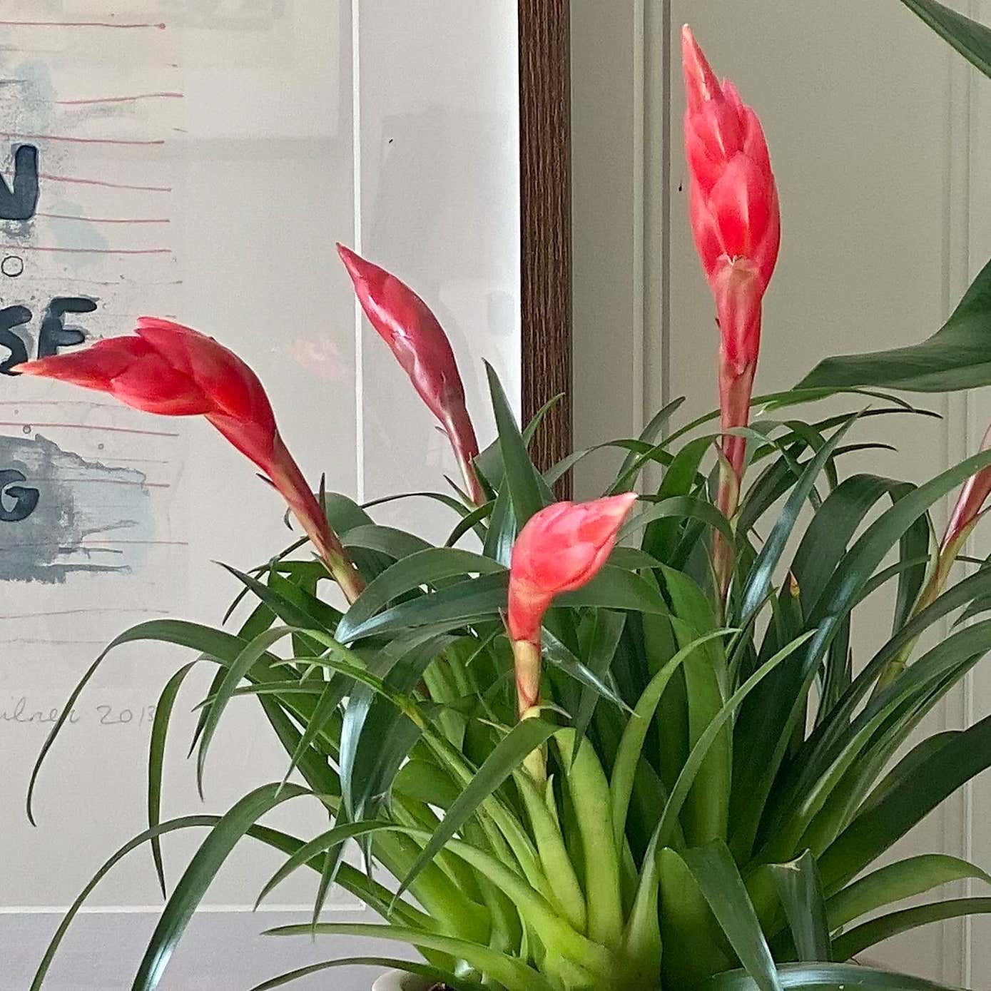 Flowering House Plant Bundle