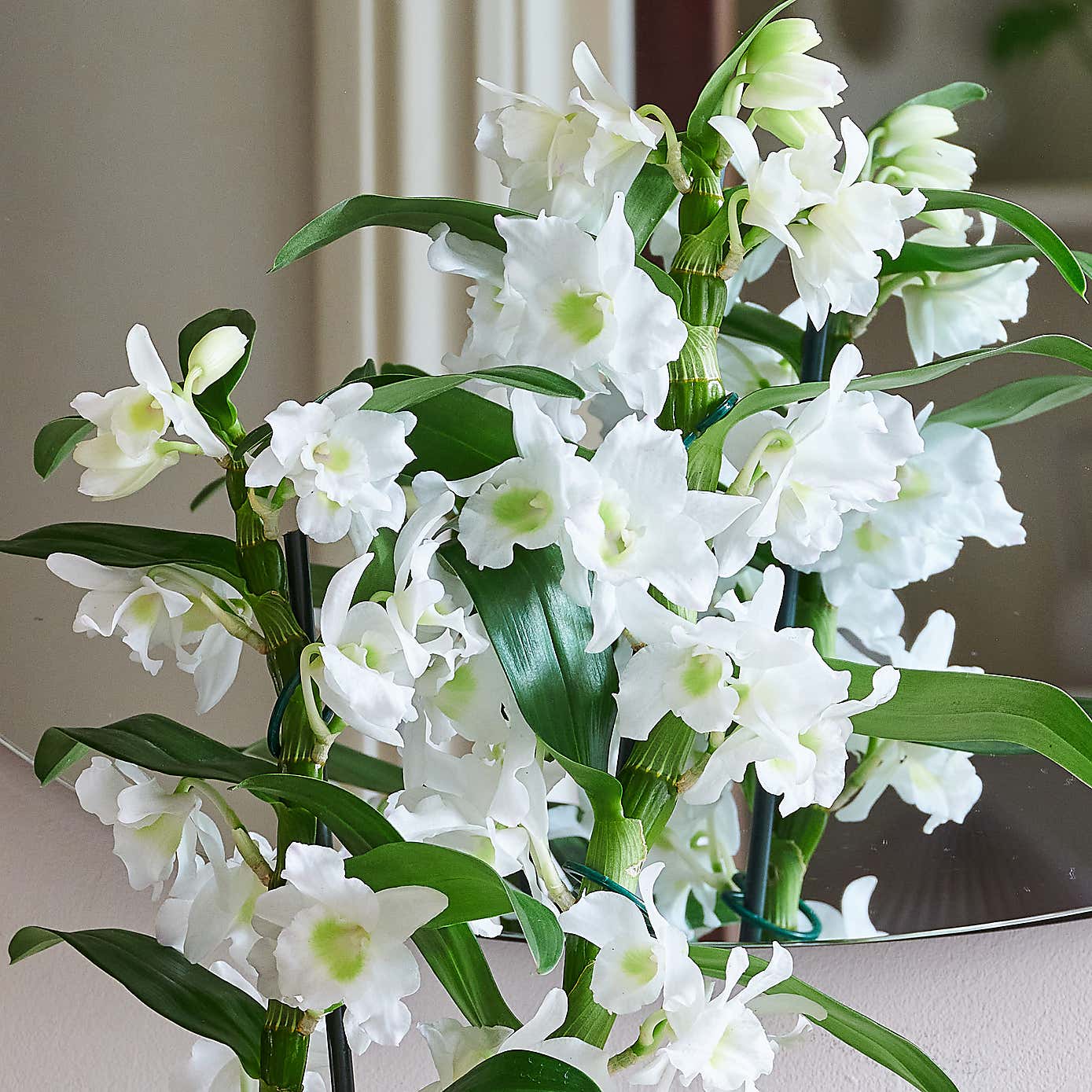 Beards & Daisies Dendrobium Bamboo Orchid House Plant in Ribbed Pot
