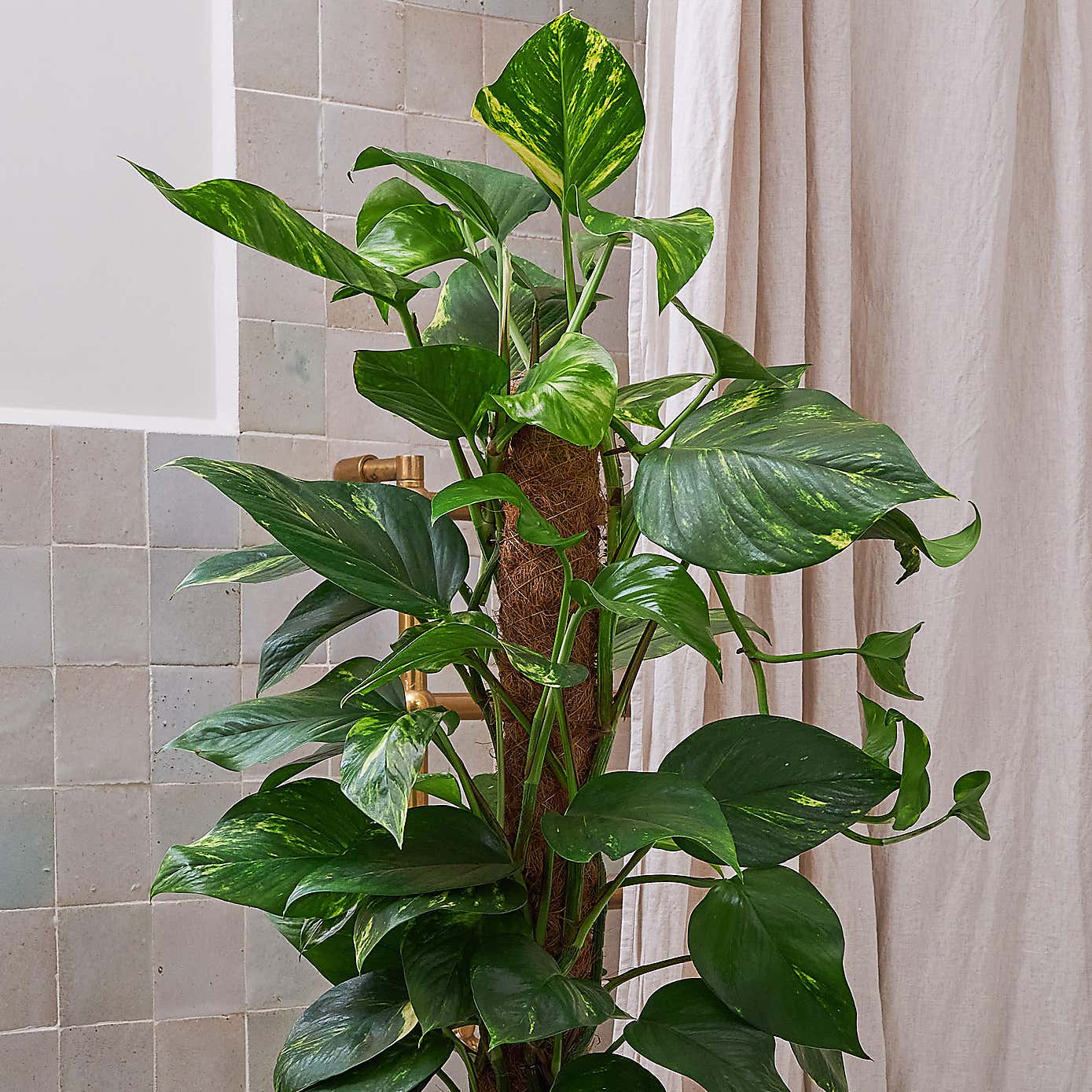 Beards & Daisies Devils Ivy MP House Plant in Vibes Pot
