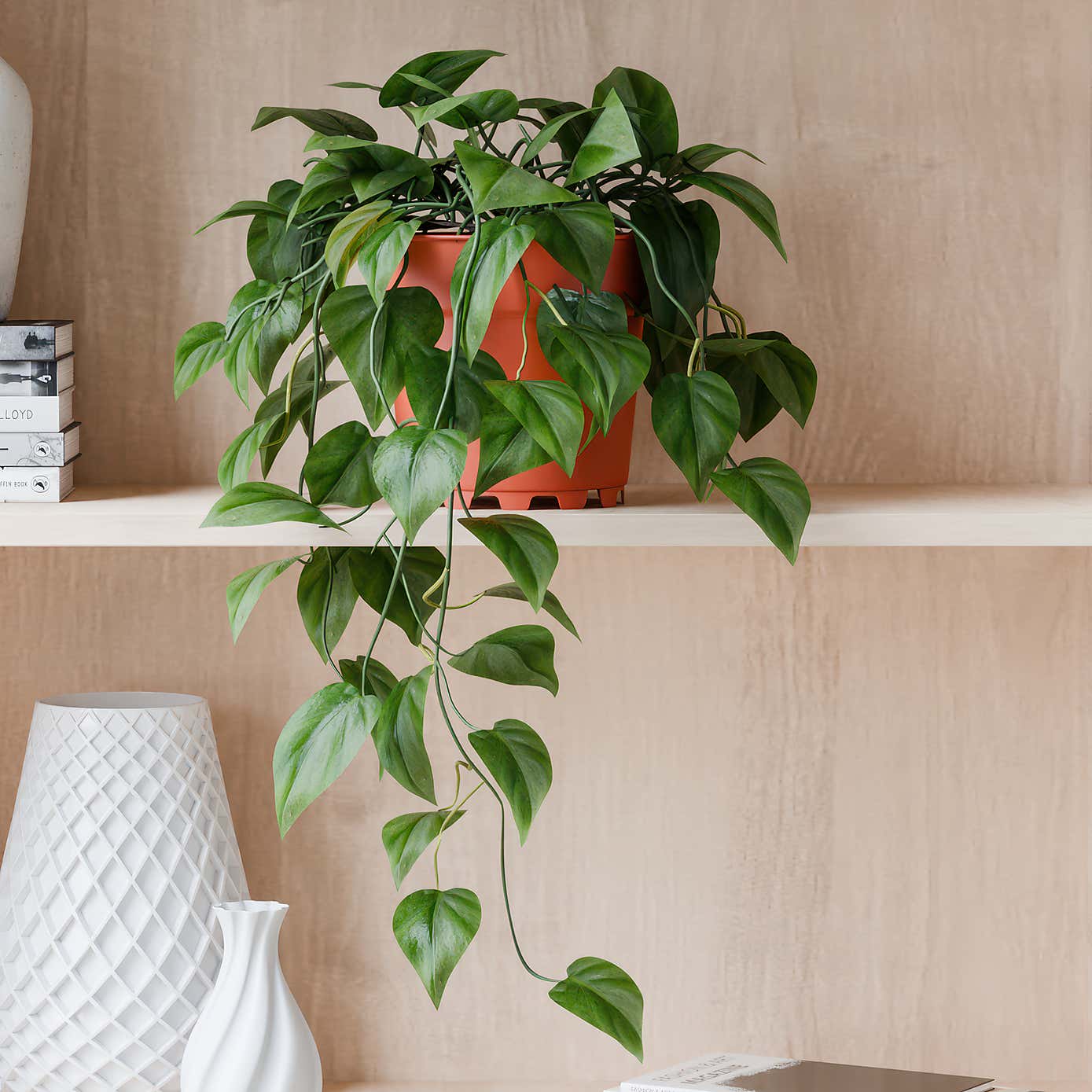 Beards & Daisies Trailing Philodendron Scandens House Plants