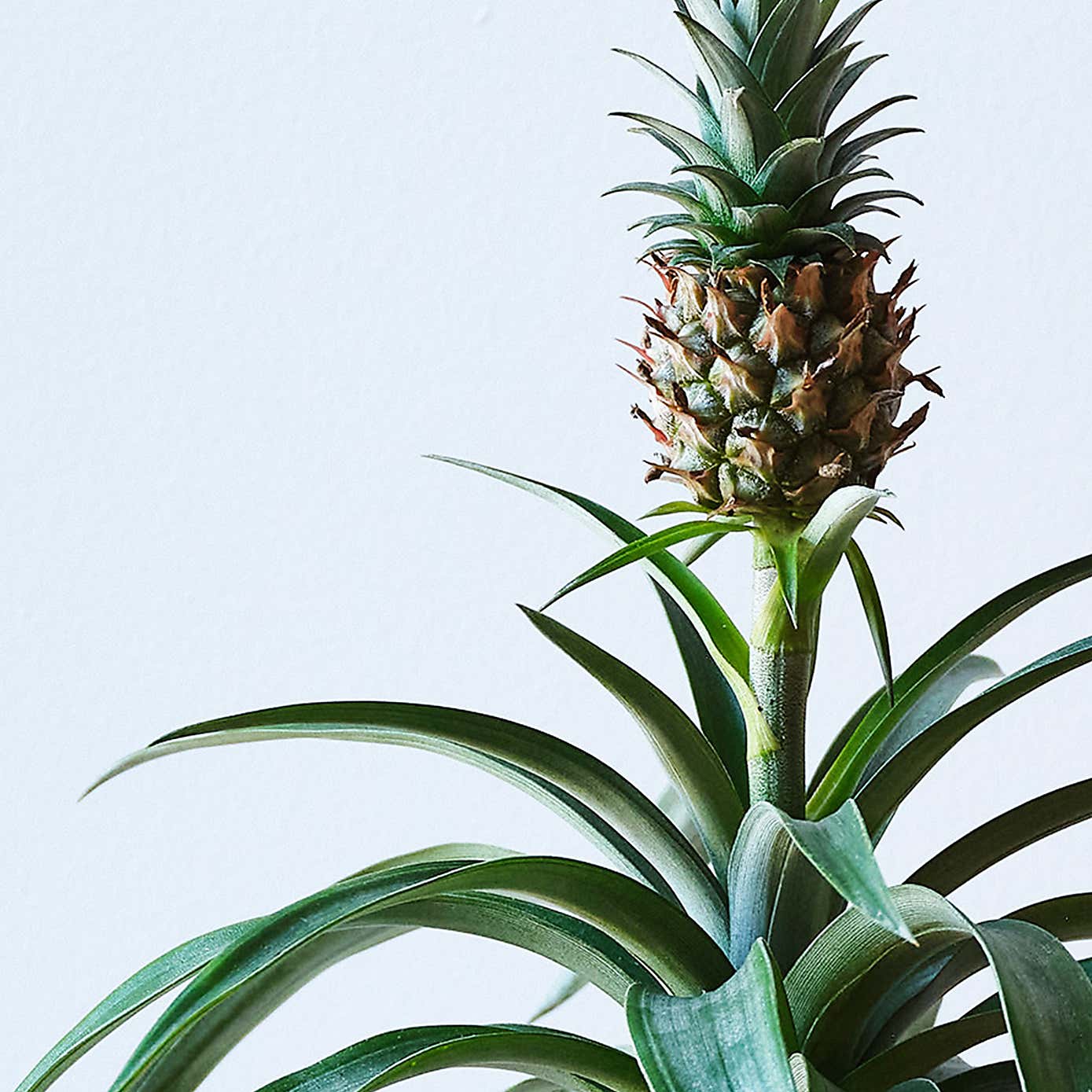 Pineapple House Plant in Capri Pot