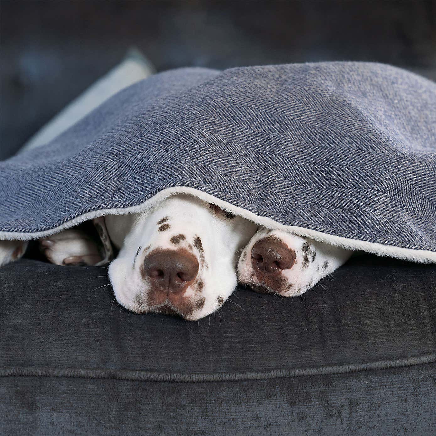 Lords and Labradors Herringbone Tweed Dog Blanket