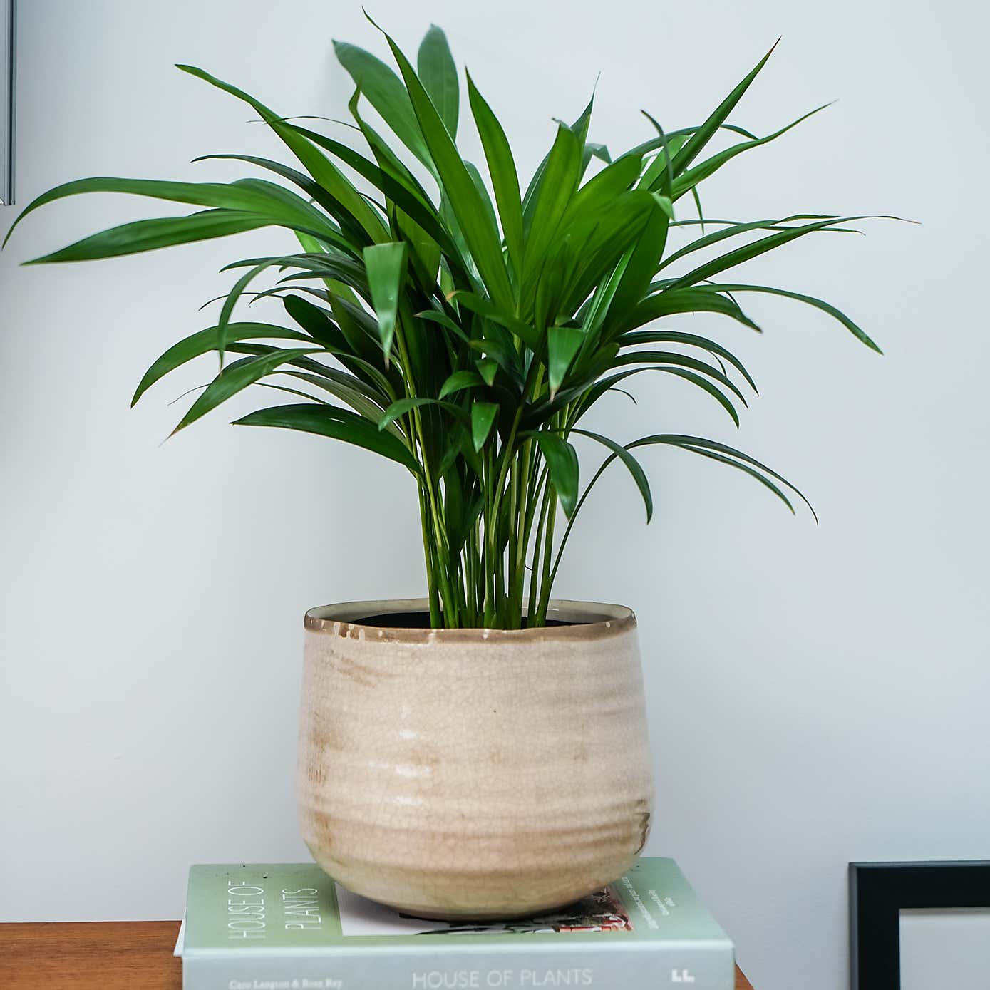 Como Plant Pot